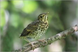 <p>DROZD KVÍČALA (Turdus pilaris) /Fieldfare - Wacholderdrossel/</p>